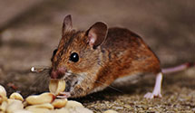 24 Hour & Emergency Exterminators in Culleoka, TN